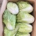 河南开封白菜大量上市支持规格