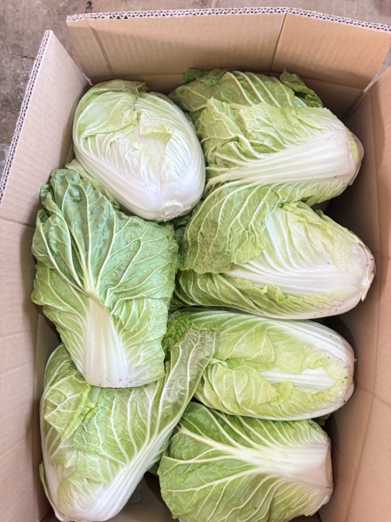 河南开封白菜大量上市支持规格