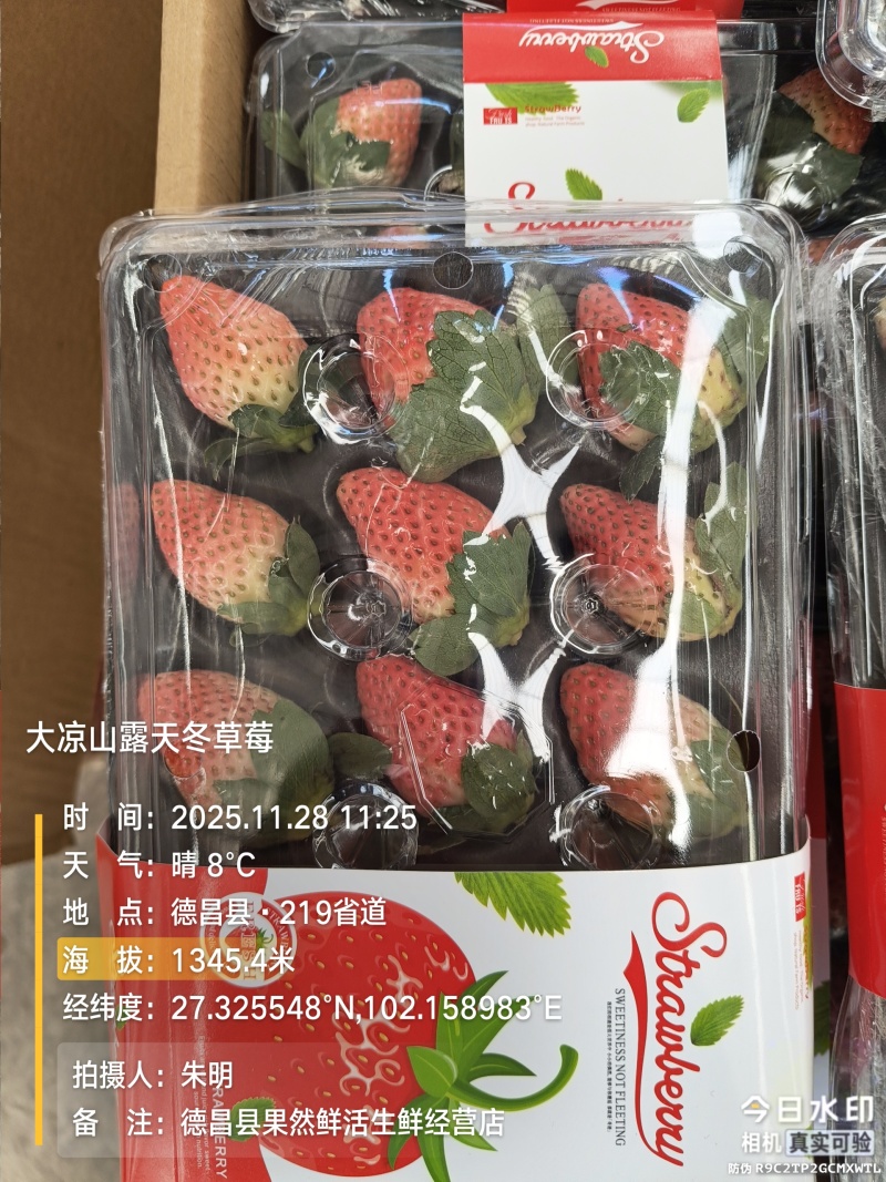 大凉山露天冬草莓