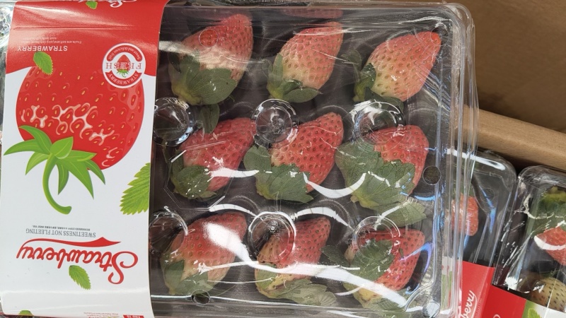 大凉山露天冬草莓