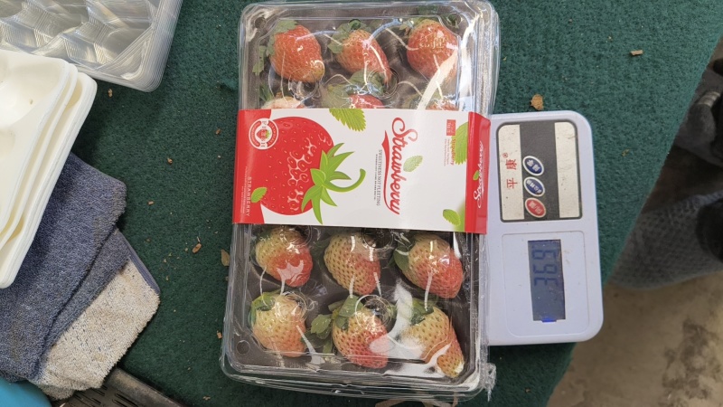 大凉山露天冬草莓