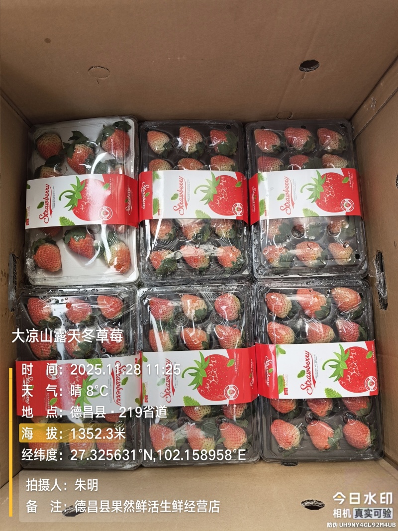 大凉山露天冬草莓