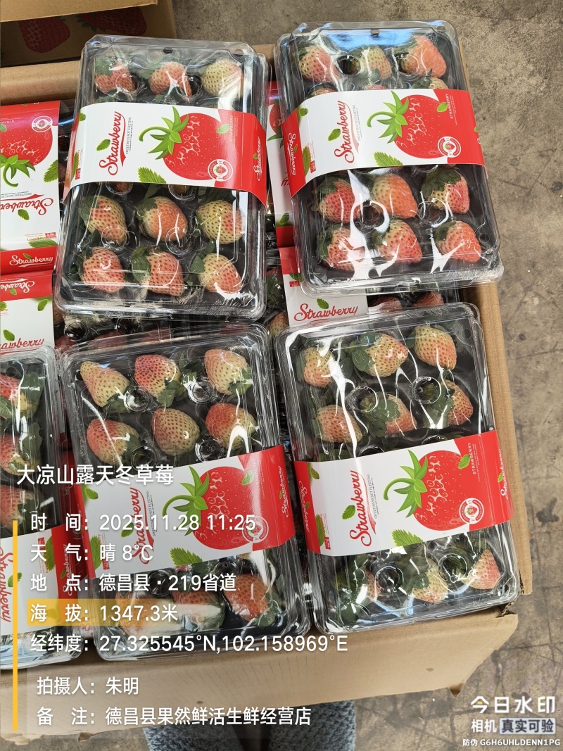大凉山露天冬草莓