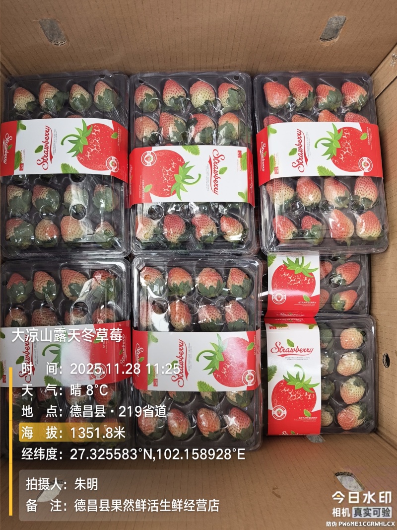 大凉山露天冬草莓