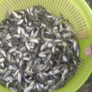 罗非鱼苗