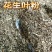 花生叶粉过筛除尘喂鸡鸭鹅兔子羊