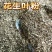 花生叶粉过筛除尘喂鸡鸭鹅兔子羊