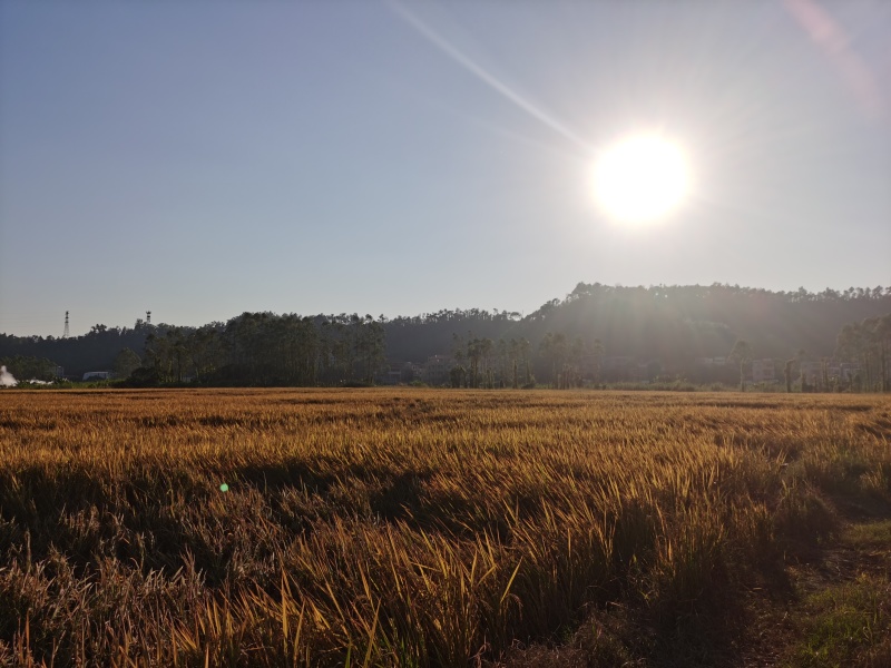 云浮云安都杨生态油粘米