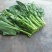 四川德阳精品油菜苔大量上市