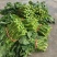 四川德阳精品油菜苔大量上市
