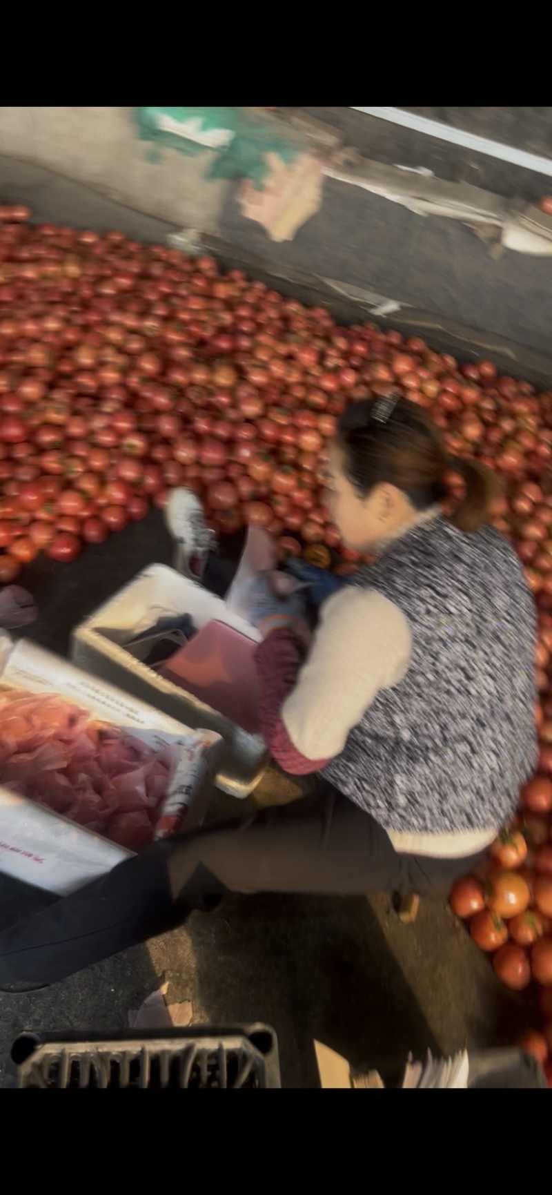 硬毛粉西红柿🍅