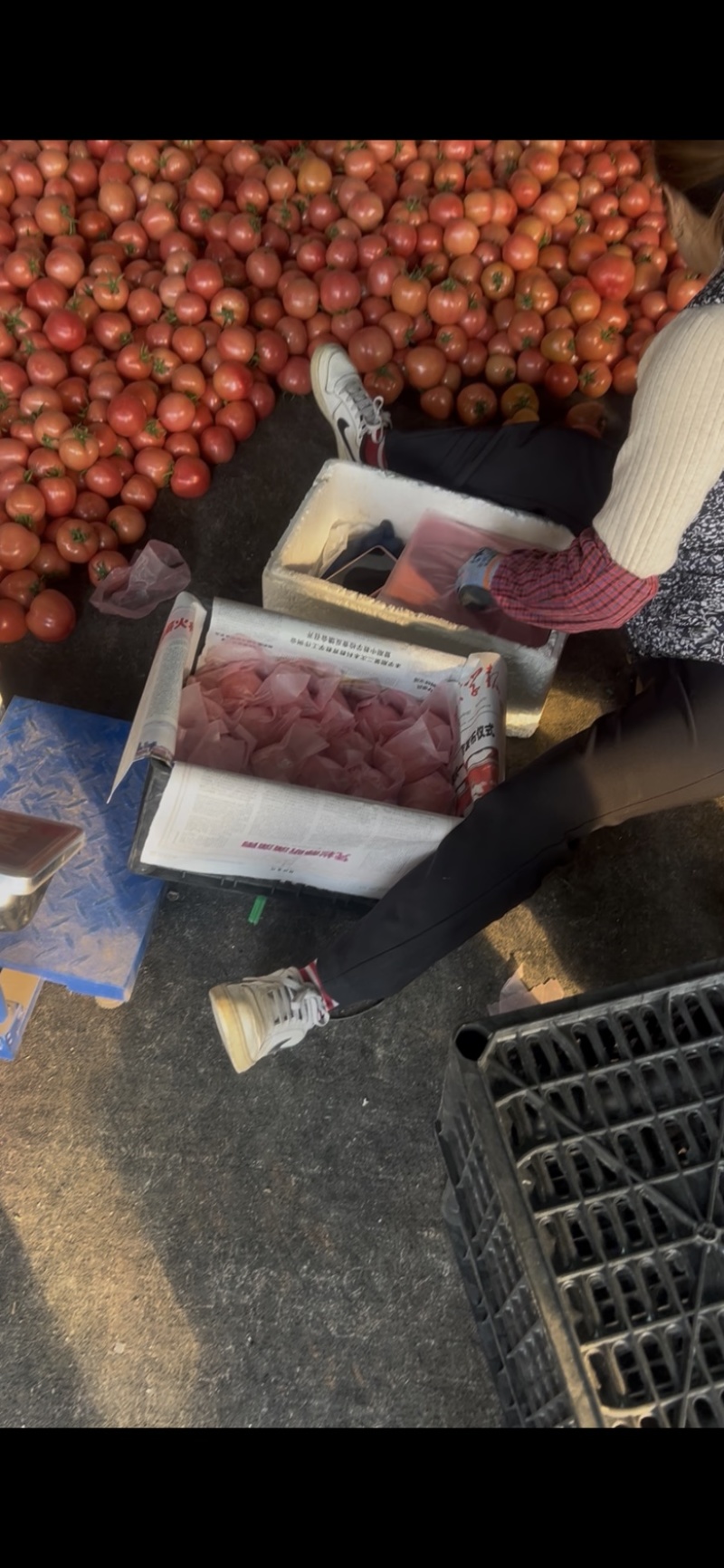 硬毛粉西红柿🍅