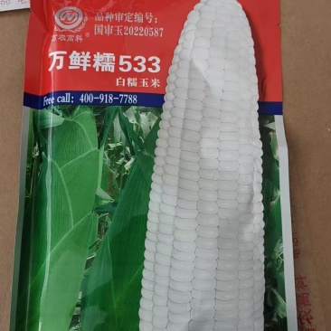 白糯玉米美玉27专业对接市场电商商超