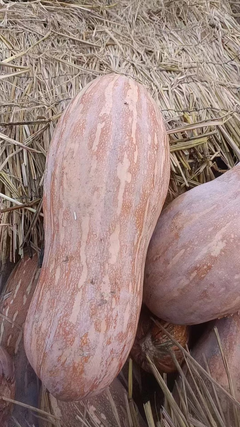 （热卖）湖北蜜本南瓜软糯香甜对了全国价格优惠质量好走货快