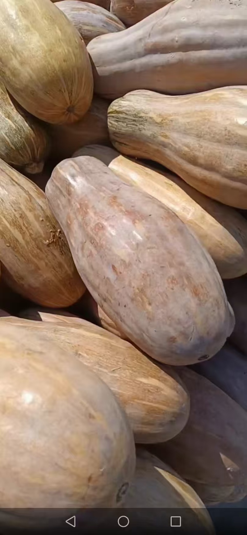 （热卖）湖北蜜本南瓜软糯香甜对接全国量大从优质量好走货快
