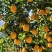 赣南脐橙口感好，自家种植赣南脐橙多年，果子靓，口感好又甜