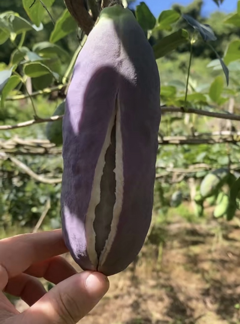 少籽八月瓜小苗两年苗，基地直发，品质保证，诚信经营