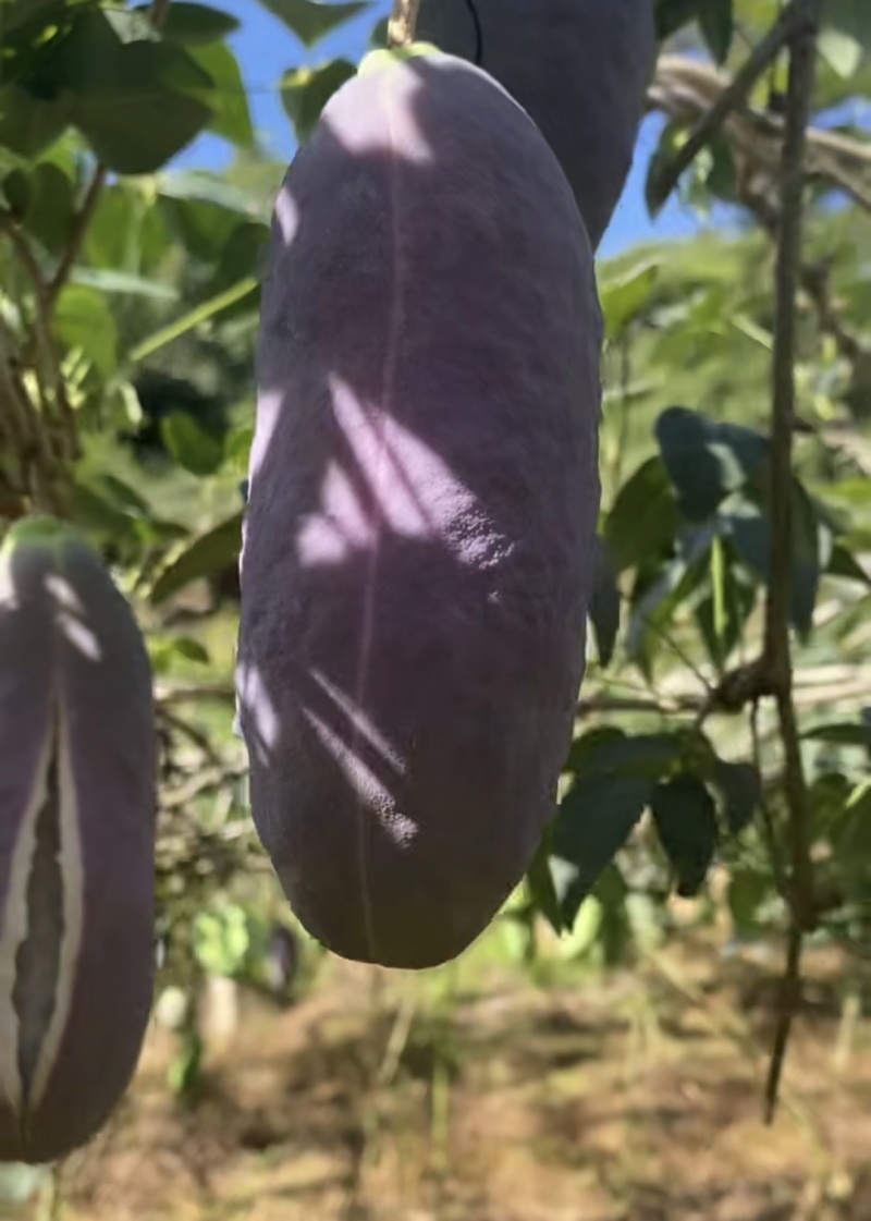 少籽八月瓜小苗两年苗，基地直发，品质保证，诚信经营
