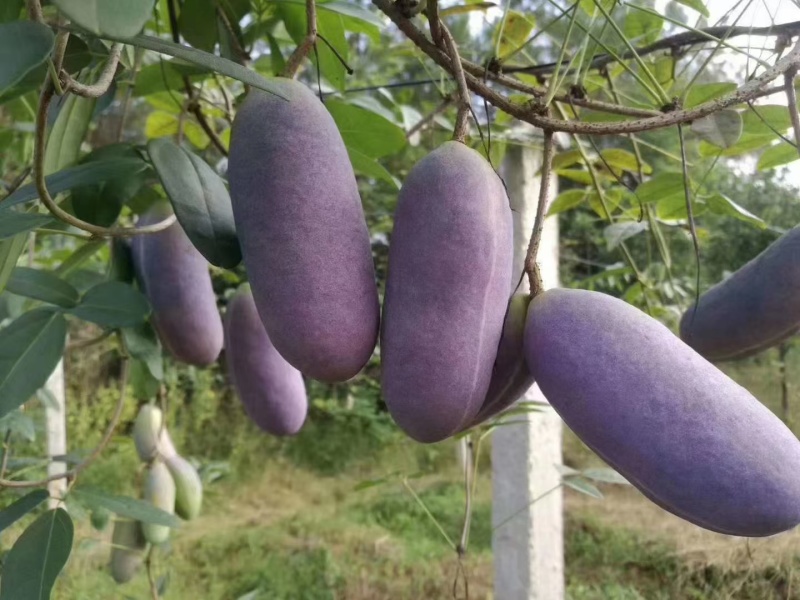 少籽八月瓜小苗两年苗，基地直发，品质保证，诚信经营