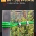 包塑绿皮钢丝绳