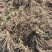 四川甘洛鲜独活产地一手货源量大价优保质保量欢迎随时联系