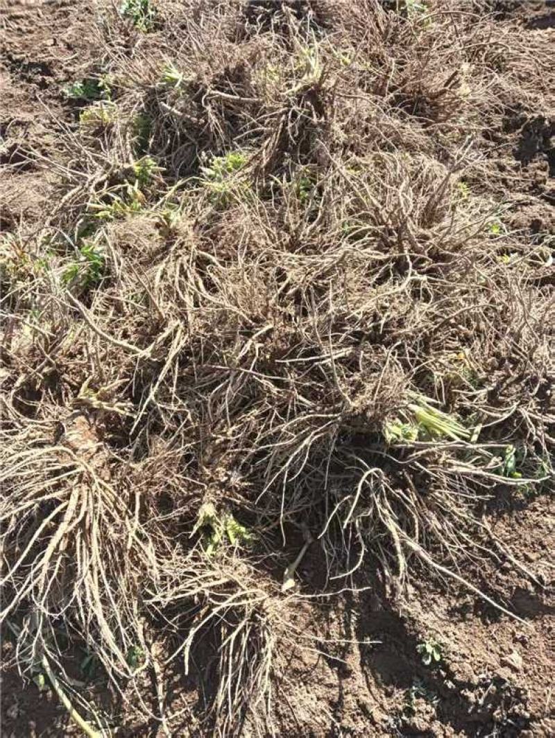 四川甘洛鲜独活产地一手货源量大价优保质保量欢迎随时联系