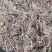 四川甘洛鲜独活产地一手货源量大价优保质保量欢迎随时联系