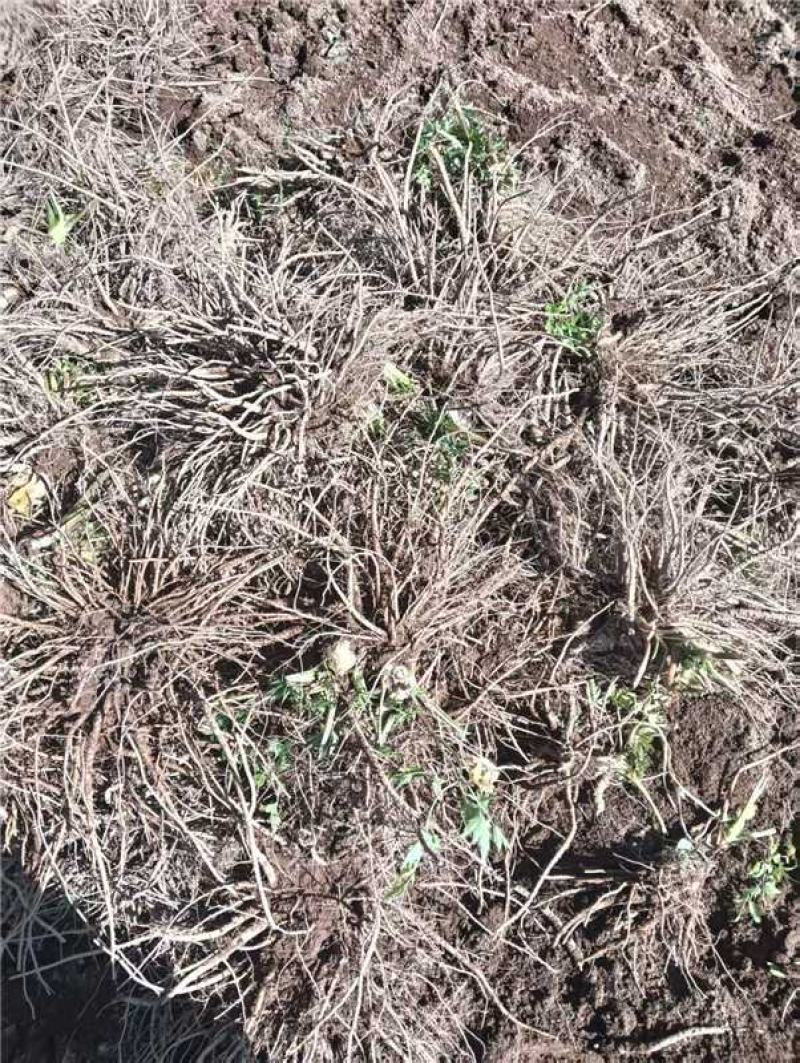 四川甘洛鲜独活产地一手货源量大价优保质保量欢迎随时联系