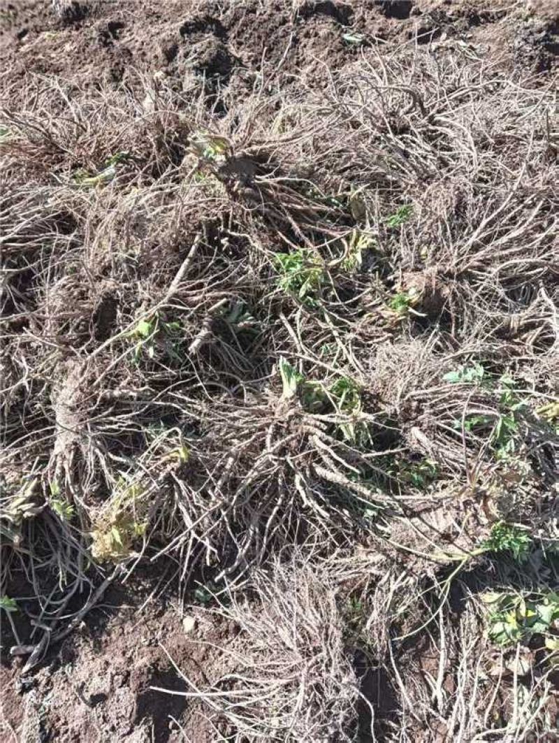四川甘洛鲜独活产地一手货源量大价优保质保量欢迎随时联系