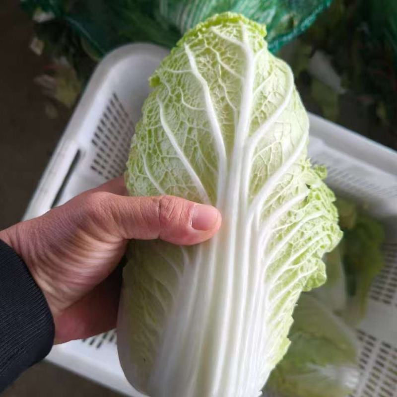 湖北娃娃菜新鲜上市对接全国市场量大从优质量好走货快热卖