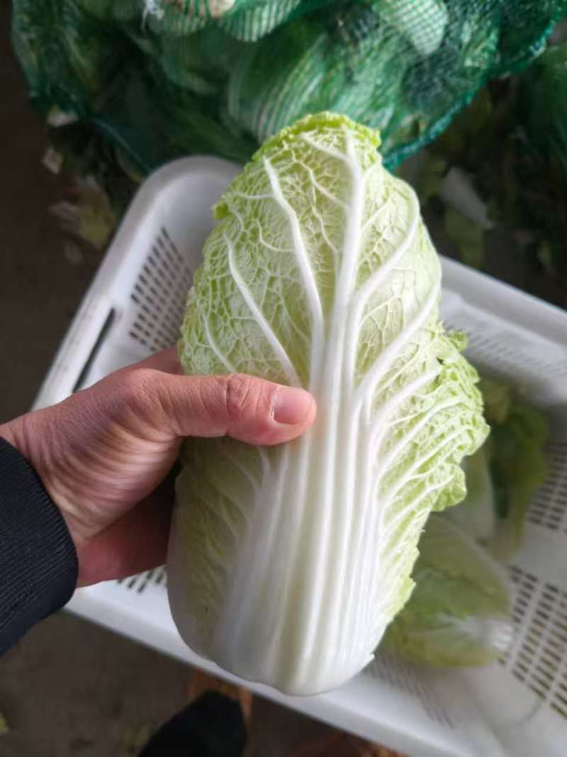 湖北娃娃菜新鲜上市对接全国市场量大从优质量好走货快热卖