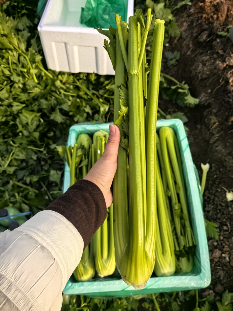 【产地直发】寿光精品西芹大量上市批发团购量大从优