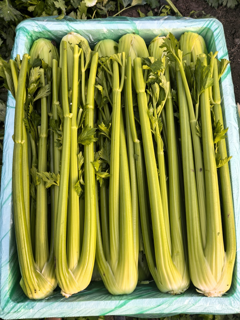 【产地直发】寿光精品西芹大量上市批发团购量大从优