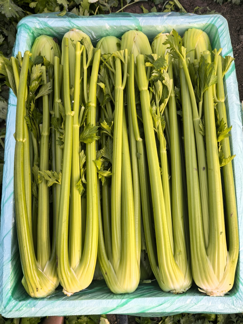 【产地直发】寿光精品西芹大量上市批发团购量大从优