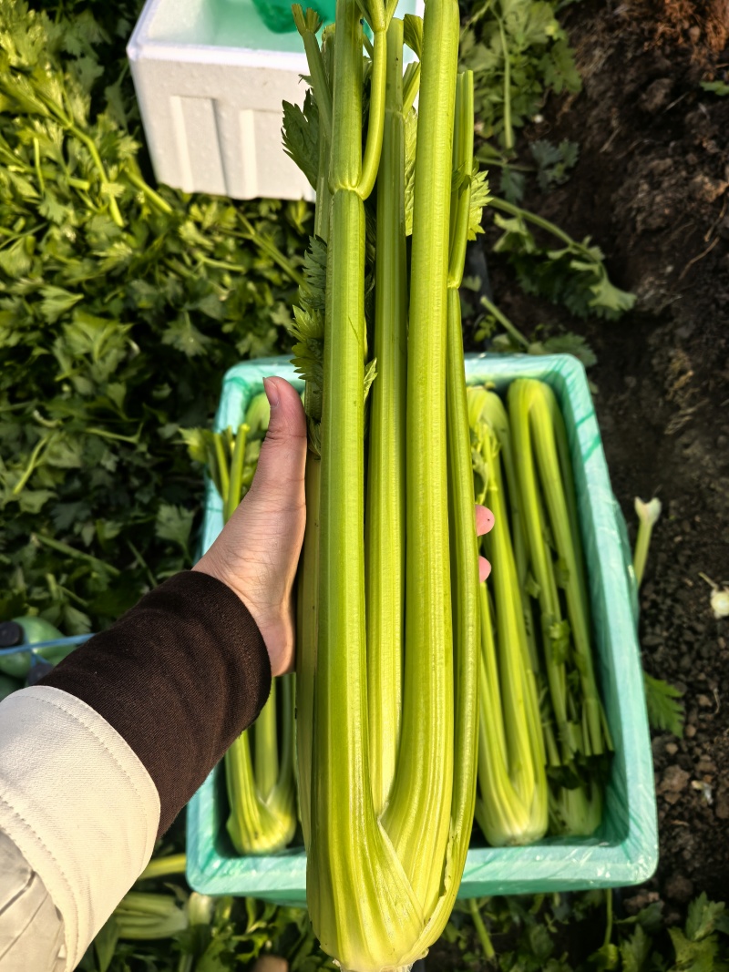 【产地直发】寿光精品西芹大量上市批发团购量大从优