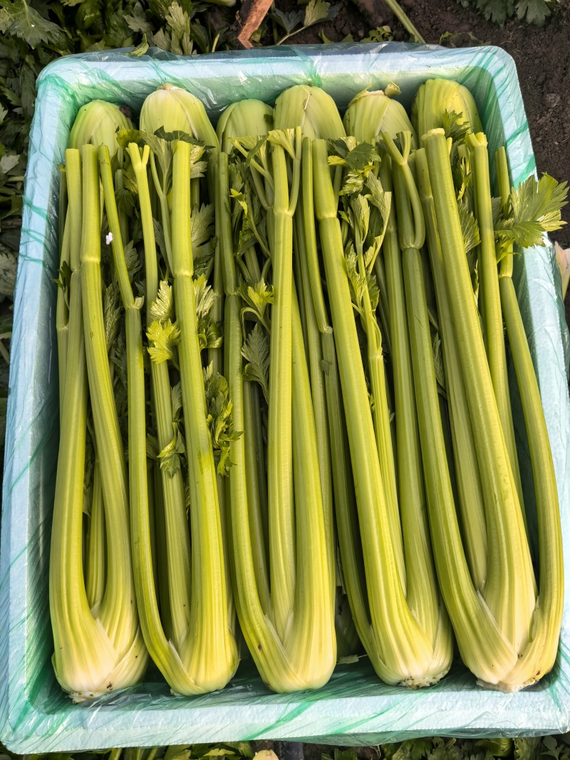 【产地直发】寿光精品西芹大量上市批发团购量大从优