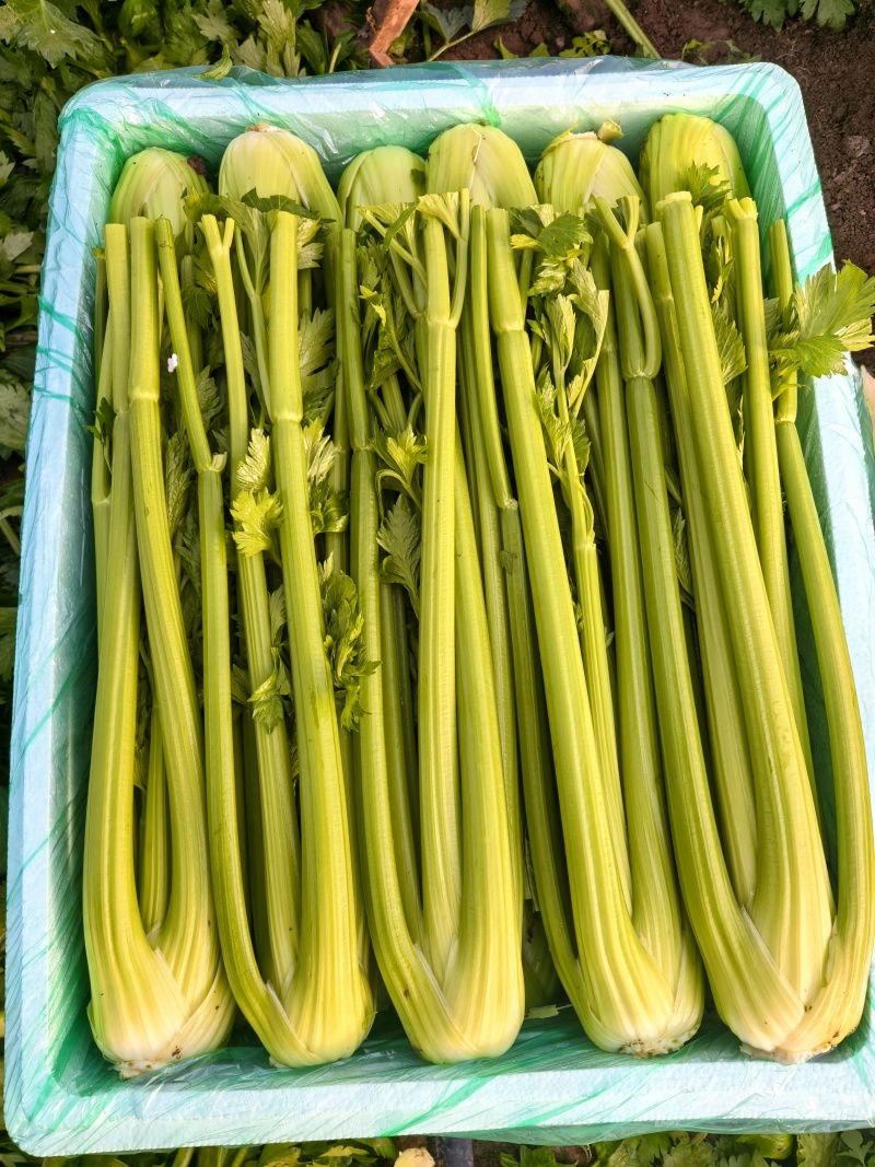 【产地直发】寿光精品西芹大量上市批发团购量大从优