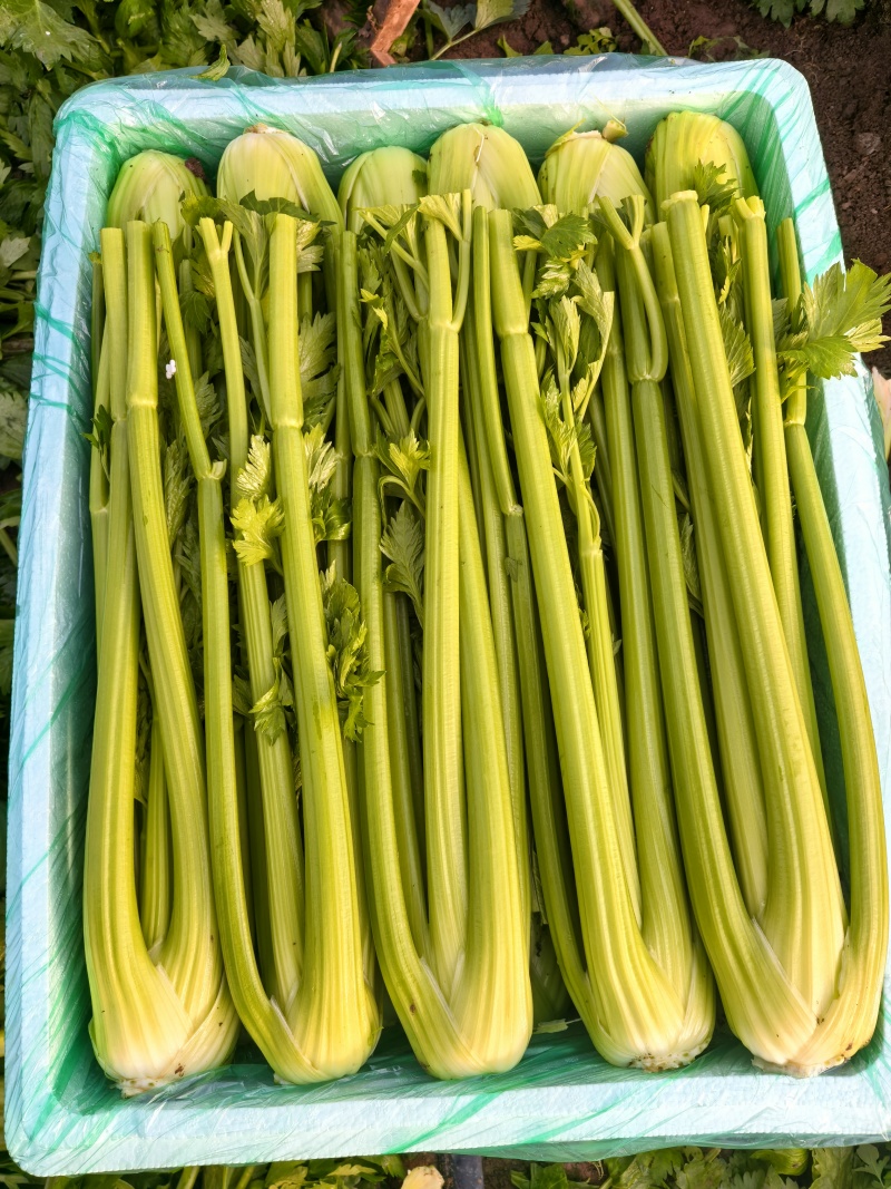 【产地直发】寿光精品西芹大量上市批发团购量大从优
