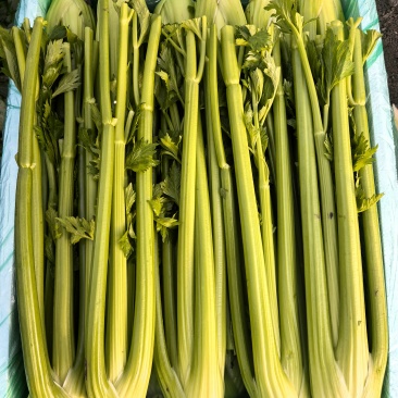 【产地直发】寿光精品西芹大量上市批发团购量大从优