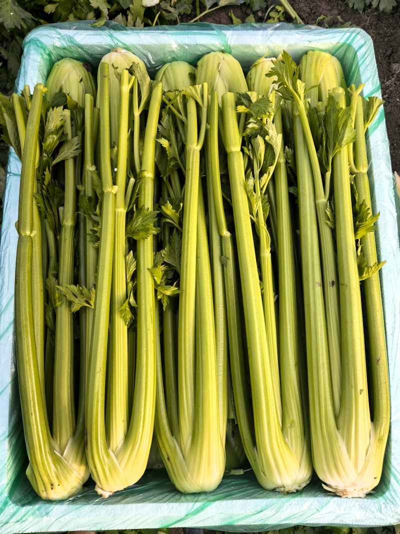 【产地直发】寿光精品西芹大量上市批发团购量大从优