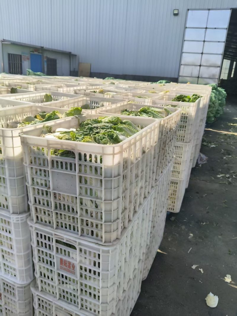 （热卖）湖北娃娃菜新鲜上市对接全国市场量大从优欢迎询价