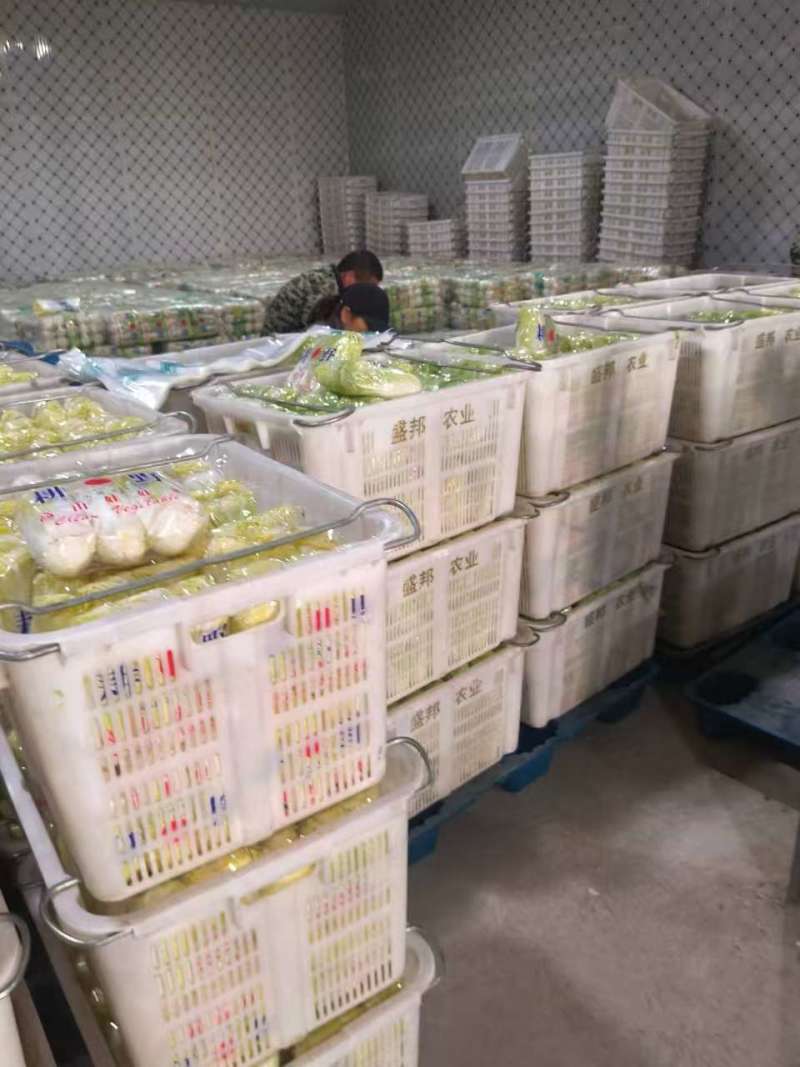 （热卖）湖北娃娃菜新鲜上市对接全国市场量大从优欢迎采购