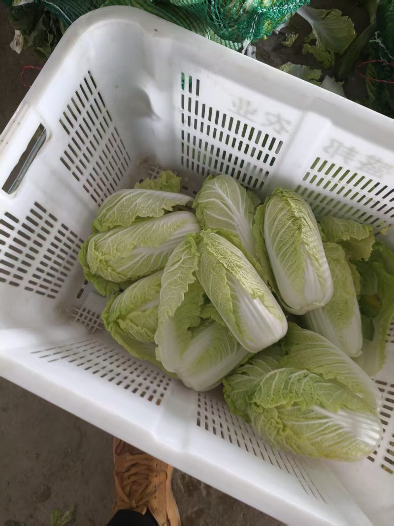 （热卖）湖北娃娃菜新鲜上市对接全国市场量大从优欢迎采购