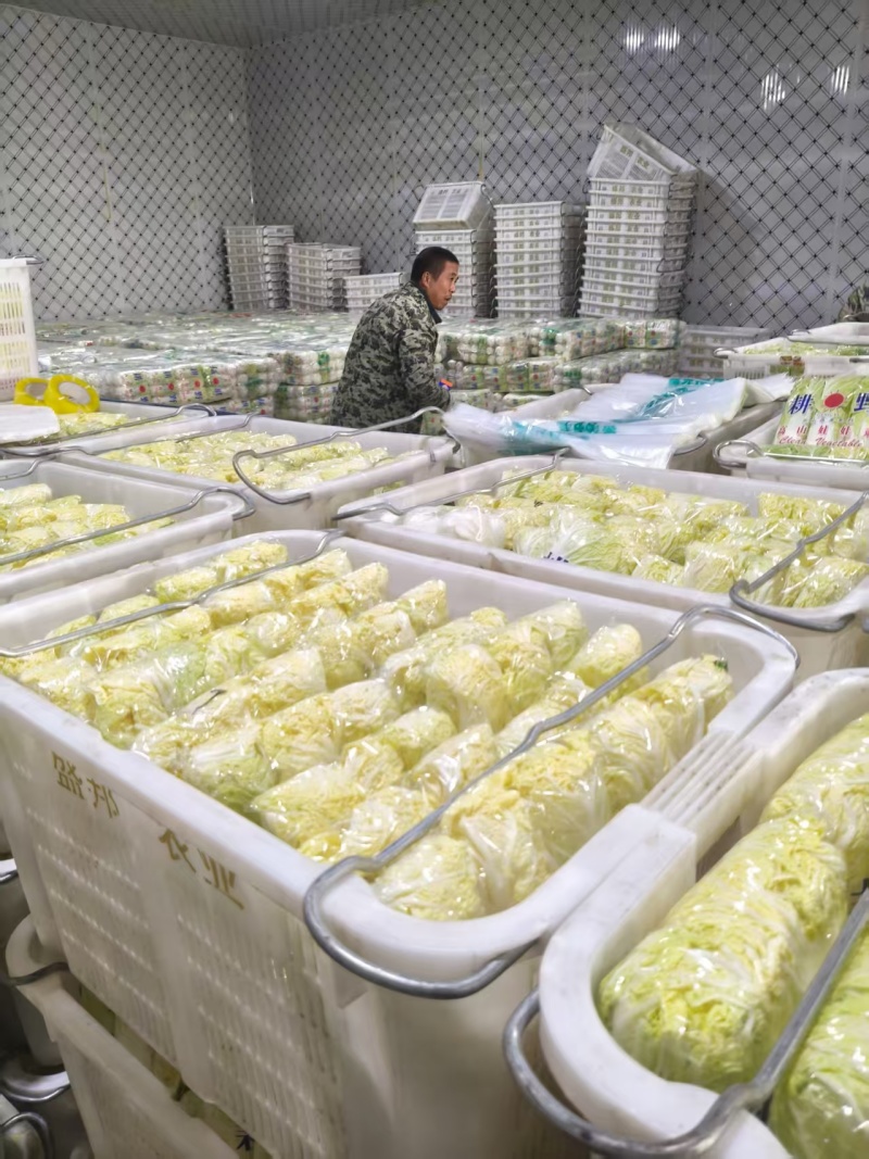 （热卖）湖北娃娃菜新鲜上市对接全国市场量大从优欢迎采购
