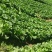 贵州***，高山大白菜