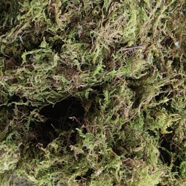 贵州大灰苔藓产地直发品质保证量大从优一手货源欢迎