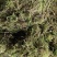 贵州大灰苔藓产地直发品质保证量大从优一手货源欢迎