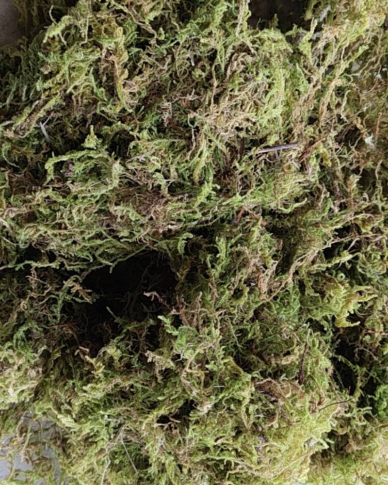 贵州大灰苔藓产地直发品质保证量大从优一手货源欢迎