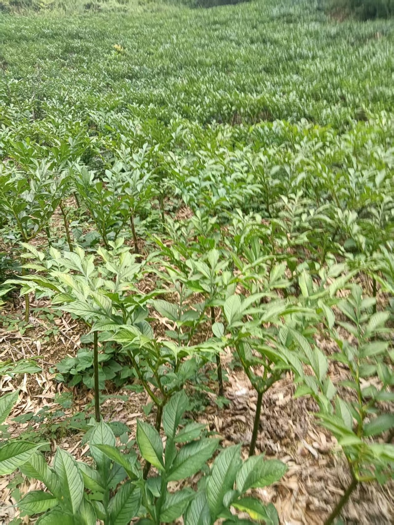陕西魔芋对接全国市场量大从优欢迎询价质量好走货快热卖