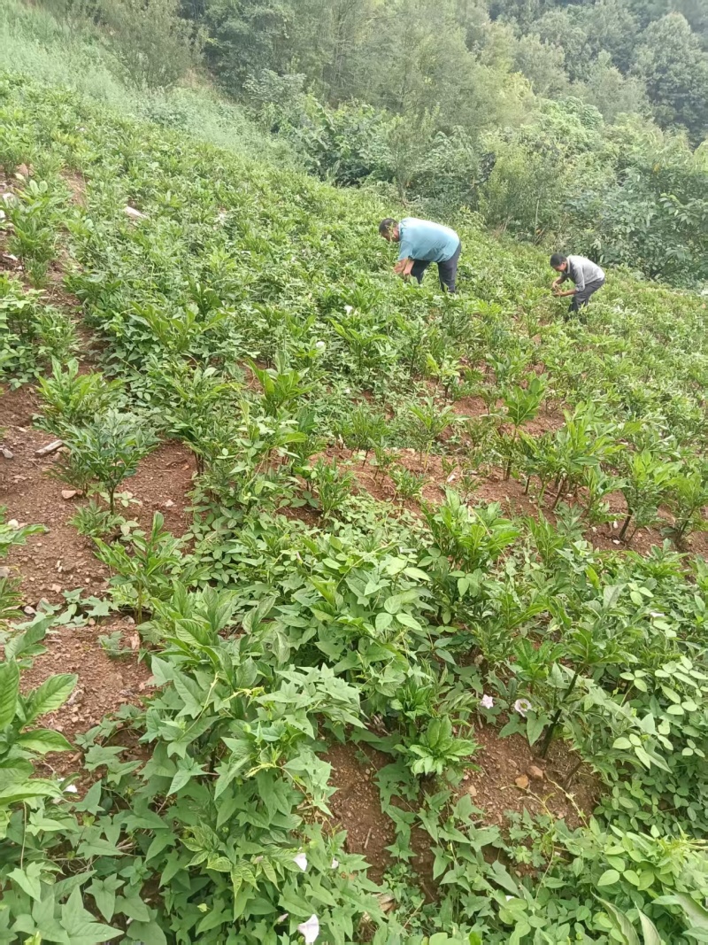 陕西魔芋对接全国市场量大从优欢迎询价质量好走货快热卖